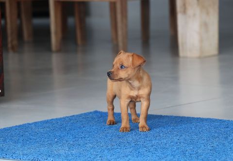 其他 Pousada Kasarão Praia Grande