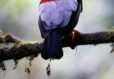 อื่นๆ 5 Refugio Paz de las Aves