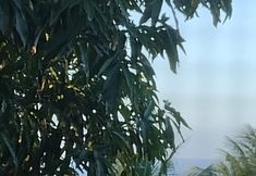 Lainnya 6 Palhoça da Colina