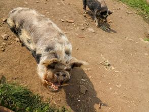 Khác 4 Cherry Tree Cottage