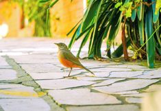 Lain-lain 2 VELINN Pousada Recanto da Natureza