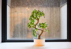 其他 6 Pontcanna Jewel Cardiff city centre