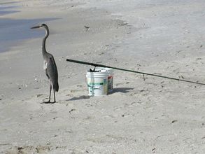 อื่นๆ 4 Amadeus 10