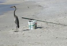 อื่นๆ 7 Amadeus 3