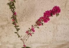 其他 3 King Solomon Palace