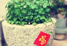 Lain-lain 3 Tingtaoge Inn, 186 Qianchao, Hui'an