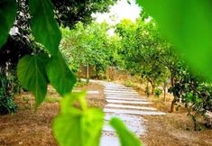 기타 5 Benjamin Otel Gumusluk