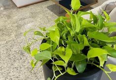 其他 2 ABBAS HOTEL