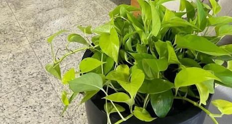 其他 2 ABBAS HOTEL