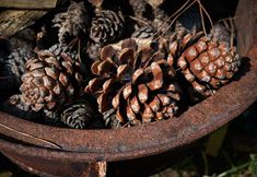 其他 6 7 Garden Bungalow & Camping