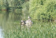 Lain-lain 4 Pleasant Holiday Home Near Town Center