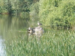 Lain-lain 4 Pleasant Holiday Home Near Town Center