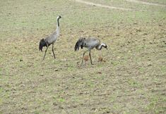 Others 6 Holiday Apartment Hammann