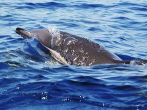 其他 4 Dia Dourado Comfortable Holiday Residence