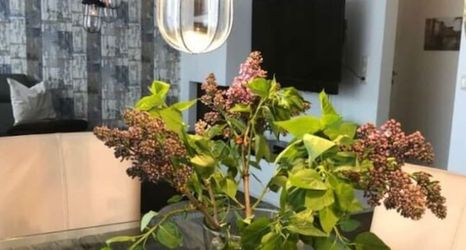 기타 2 Captain House in Gohren-lebbin