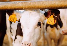 Lainnya 4 Bungalow With Garden at 5 Minutes From the Beach