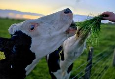 Others 3 Stunning Brand new 2024 Sunset Lodge, Whitstable