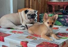 Others 2 Baan BaiBua Chiangmai