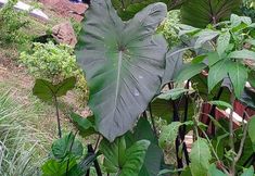 その他 3 Karangura trekkers eco camp