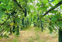 その他 2 Thanh Chiem Village