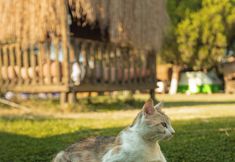 Others 6 Mona Glamping Caravan Suites