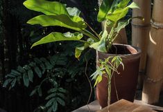 อื่นๆ 6 Mahajiva