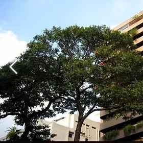 Primary image1Hotel Cuarta Avenida,帕洛佛德飯店