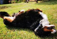 其他 6 Holiday Apartment in the Countryside, Dzierzcin