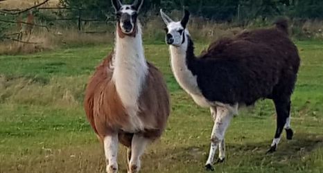 其他 2 Holiday Apartment in the Countryside, Dzierzcin