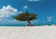 기타 7 Felicidad 30