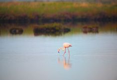 Others 7 Relax in our Flat With Garden in Rosolina