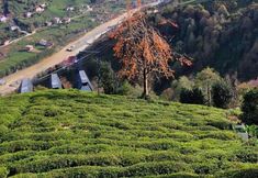 Others 7 Seyri Alem Suite Bungalow