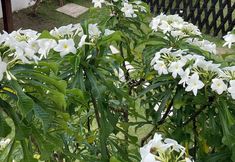 其他 7 Canto Itaúnas