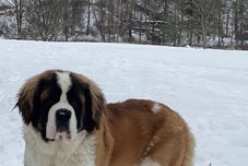 其他 The Mountain Brook Hotel