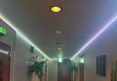 Lain-lain 2 Donkies jungle