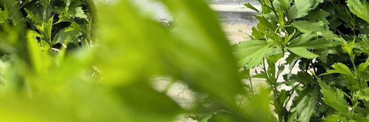 其他 Olga's Sea View Studios -500m from Ipsos