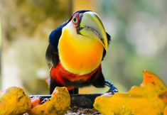 Lain-lain 2 VELINN Pousada Jardim da Mantiqueira