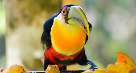 Lain-lain 2 VELINN Pousada Jardim da Mantiqueira