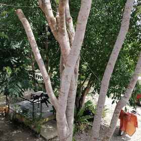 Primary image 1 Almira Diving Resort, Panglao Kartways Hotels