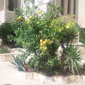 Primary image 1 Marom Residence Romema, ハイファ ホテル