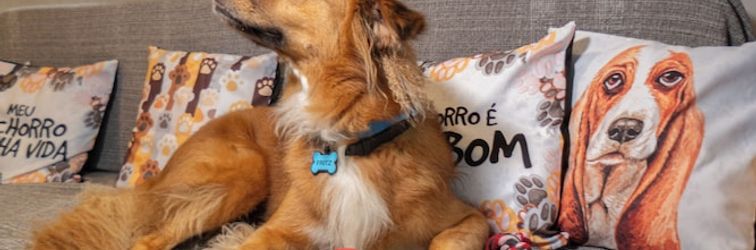 その他 Bom pra Cachorro