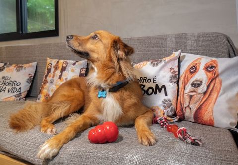 その他 Bom pra Cachorro