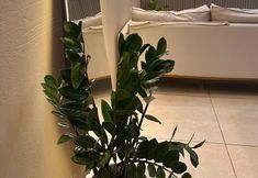 기타 7 Caribbei hotéis