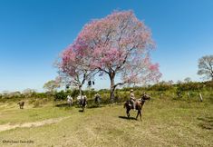 Others 2 SouthWild Pantanal Lodge