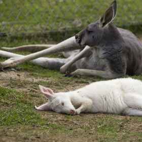 Primary image1A Twist of Willow,南墨尔本飯店