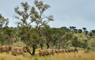 Lain-lain 2 Makweti Safari Lodge