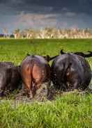 ภาพหลัก Bamurru Plains