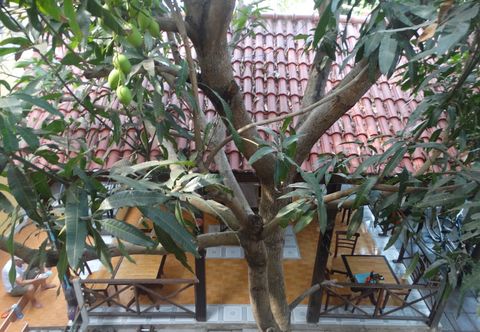 Others Yellow House Homestay