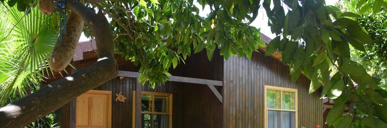 其他 Caretta Caretta Pension