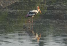 Others 7 The Waves Beach Chalets